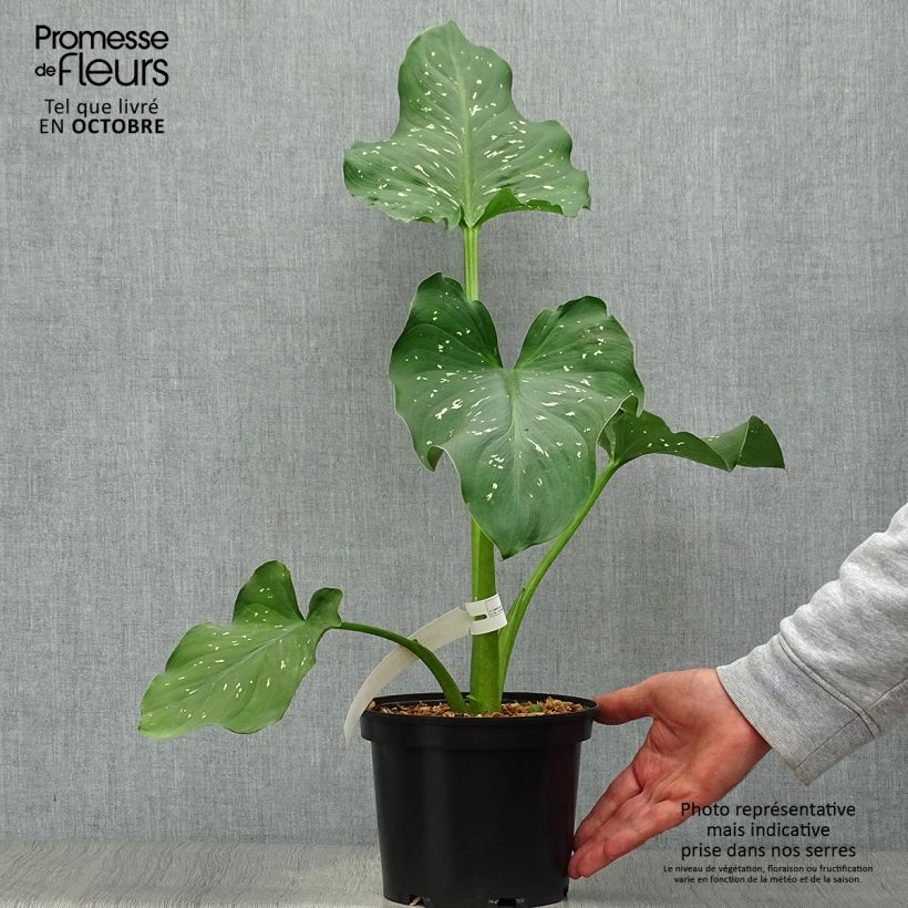 Exemplaar van Zantedeschia aethiopica Himalaya - Witte aronskelk Pot van 2 l/3 l zoals geleverd in de herfst