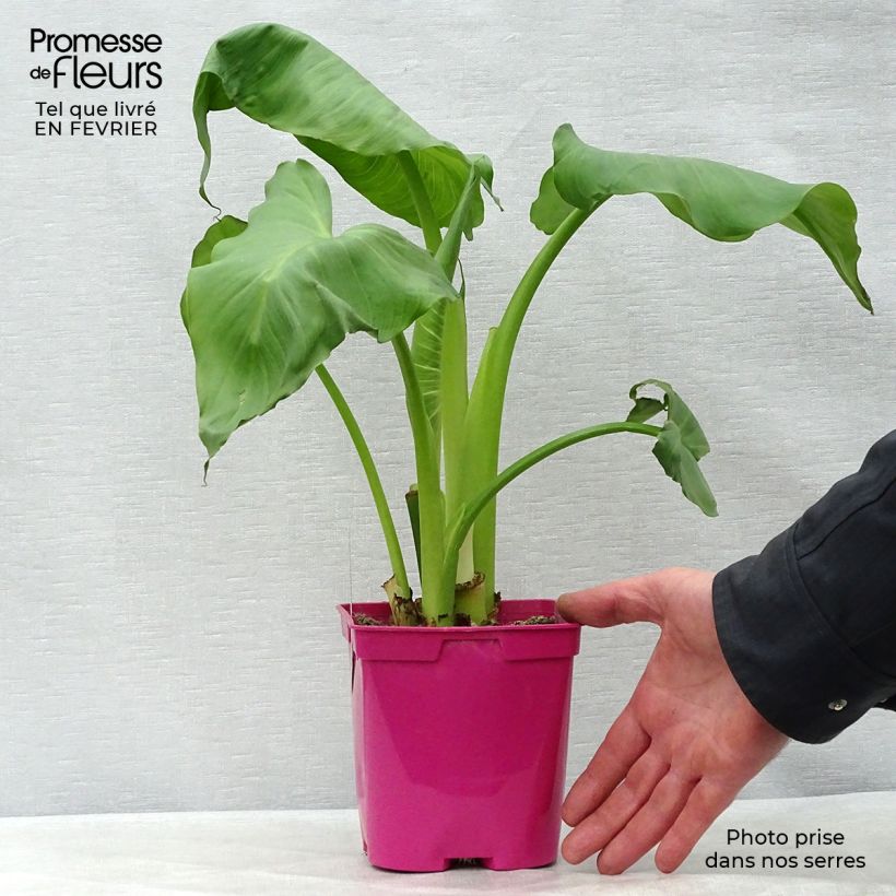 Example of Zantedeschia aethiopica Pink Flamingo - Arum d'Ethiopie Pot van 2 l/3 l as you get in hiver
