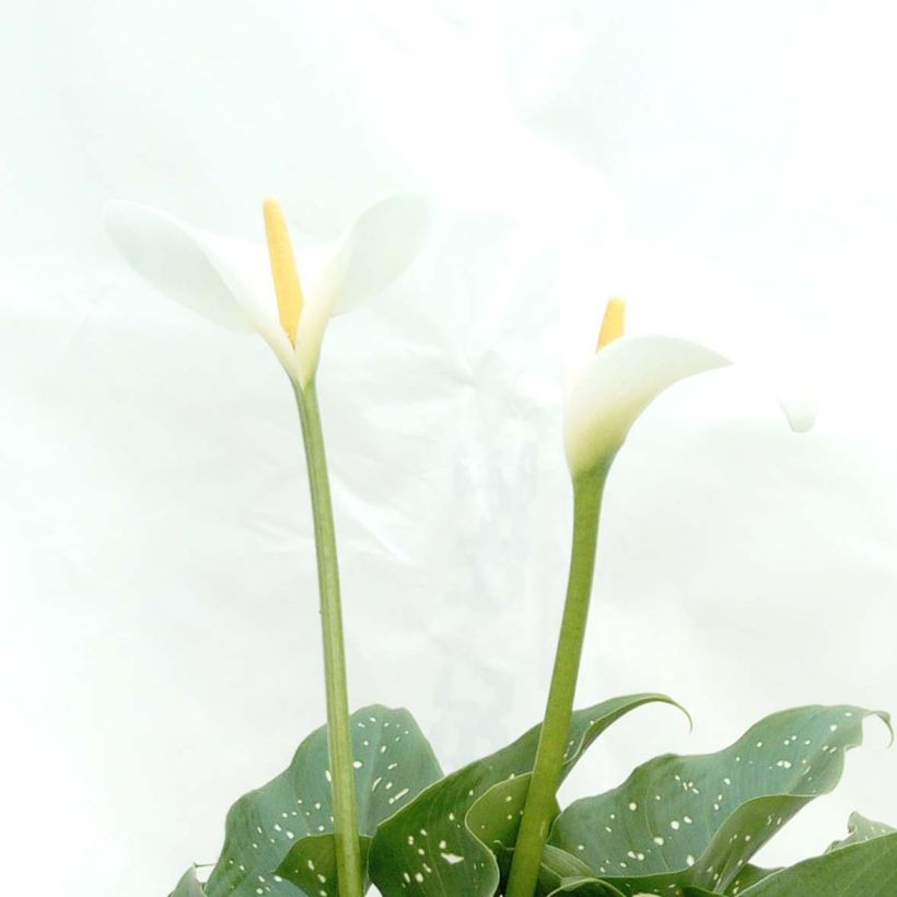 Zantedeschia aethiopica Prince Amaël - Witte aronskelk (Bloei)