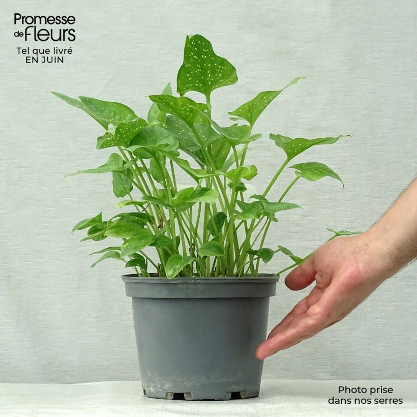 Exemplaar van Zantedeschia aethiopica Prince Amaël - Witte aronskelk Pot van 2 l/3 l zoals geleverd in de zomer