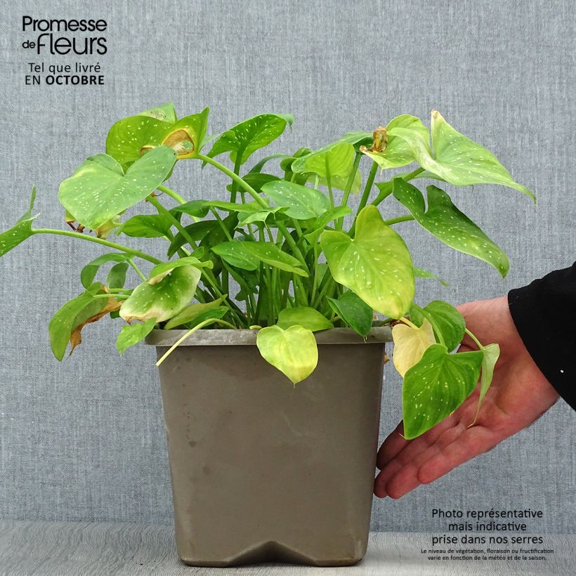 Exemplaar van Zantedeschia aethiopica Prince Amaël - Witte aronskelk Pot van 2 l/3 l zoals geleverd in de herfst