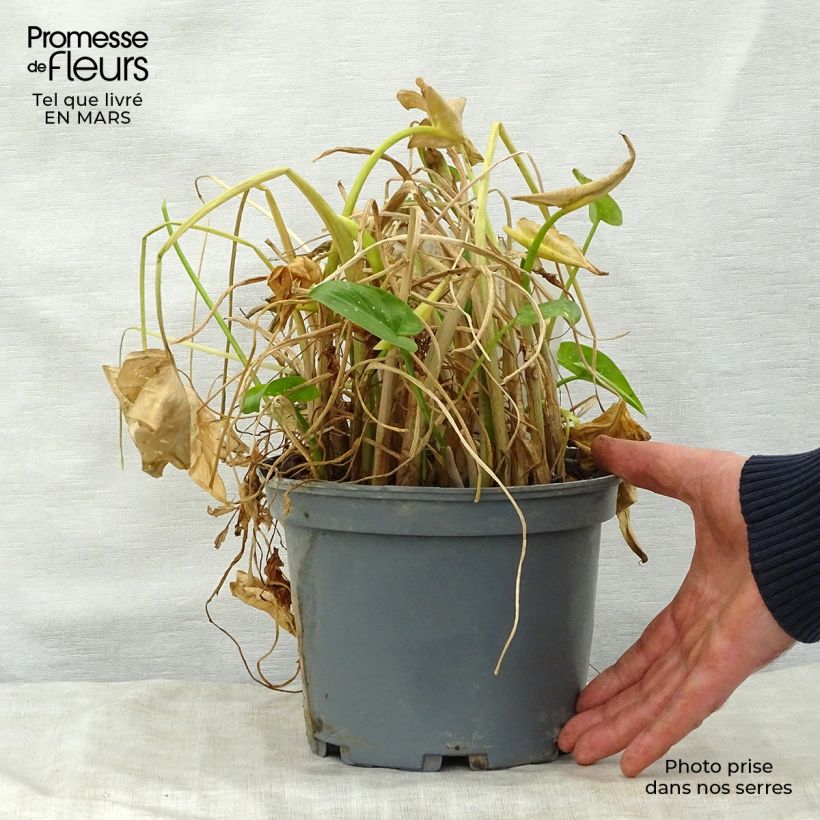 Exemplaar van Zantedeschia aethiopica Prince Amaël - Witte aronskelk Pot van 2 l/3 l zoals geleverd in de lente