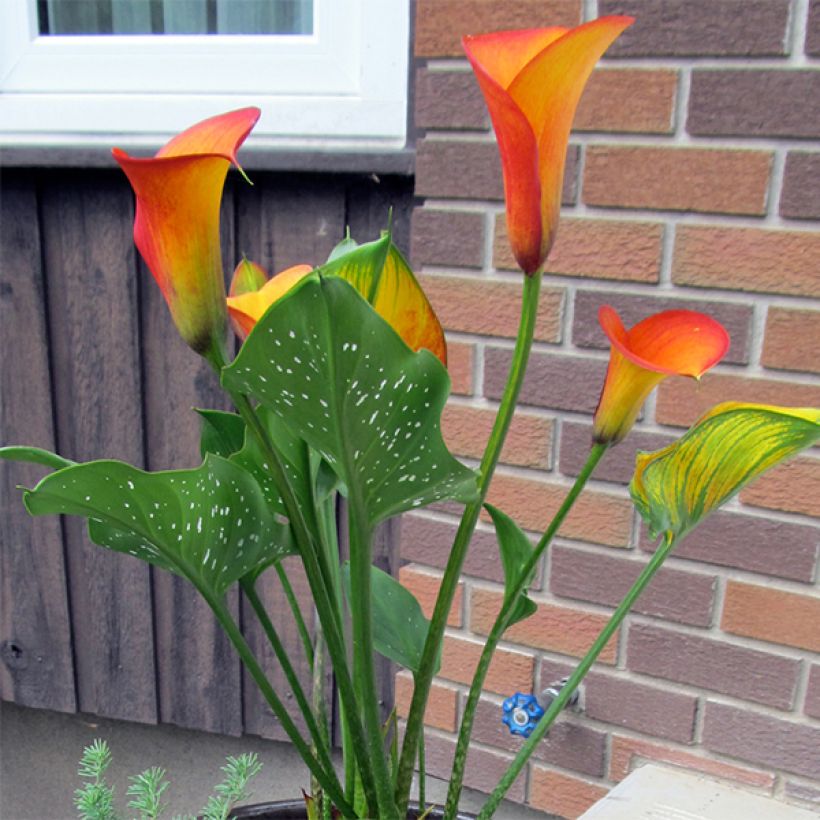 Zantedeschia Flame - Gele calla (Plant habit)