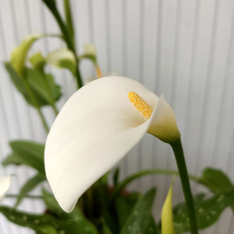 Zantedeschia aethiopica Scented Lady - Witte aronskelk (Bloei)