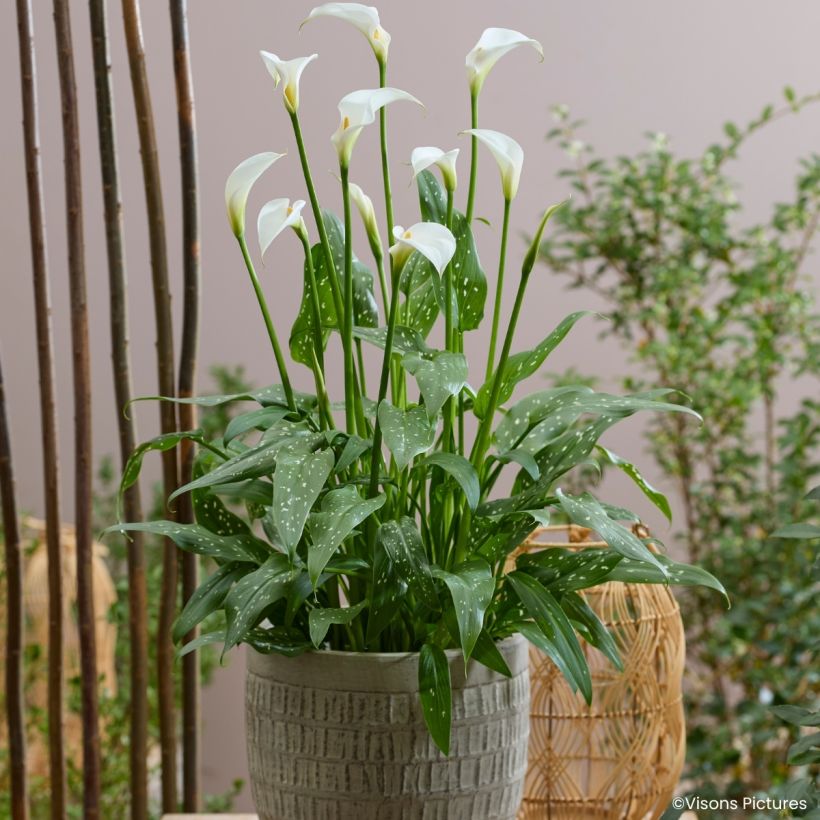 Zantedeschia aethiopica Scented Lady - Witte aronskelk (Groeiplaats)