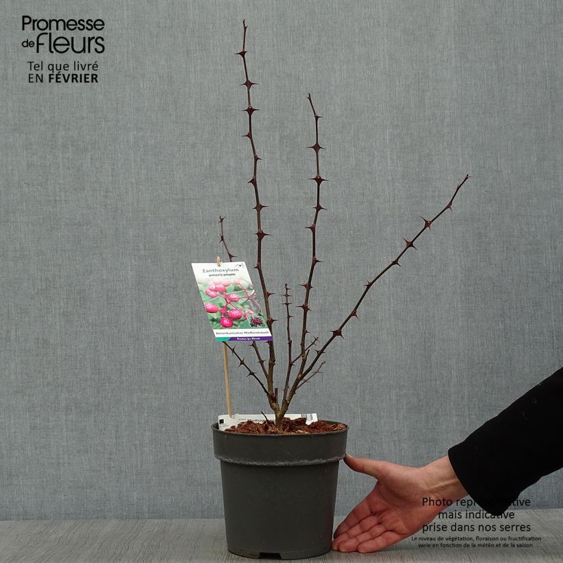 Example of Zanthoxylum americanum - Poivrier américain Pot van 4 l/5 l as you get in hiver