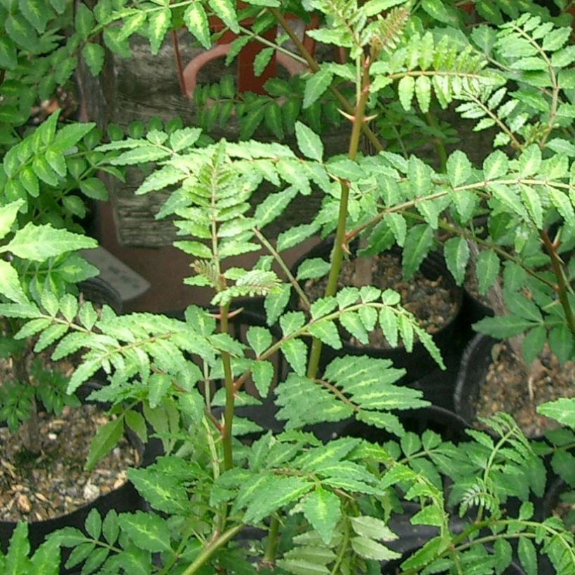 Zanthoxylum piperitum - Japanse peperboom (Foliage)