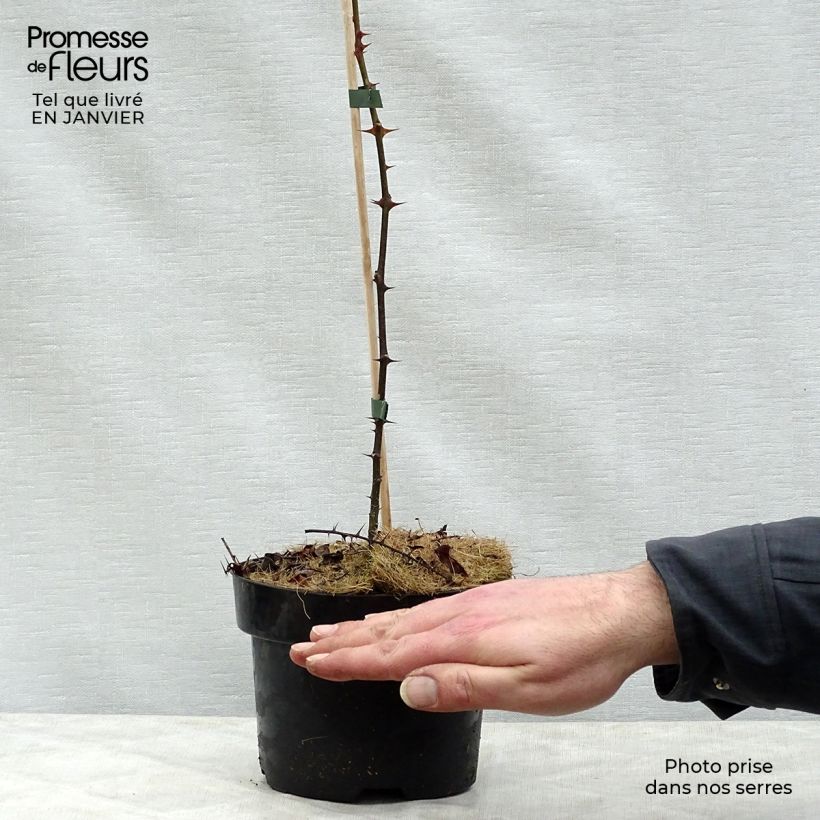 Example of Zanthoxylum piperitum - Poivrier du Sichuan Pot van 2 l/3 l as you get in hiver