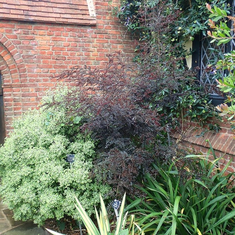 Zanthoxylum piperitum Black Magic - Japanse peperboom (Plant habit)