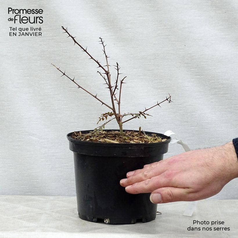 Example of Zanthoxylum piperitum Black Magic - Japanse peperboom Pot van 2 l/3 l as you get in hiver