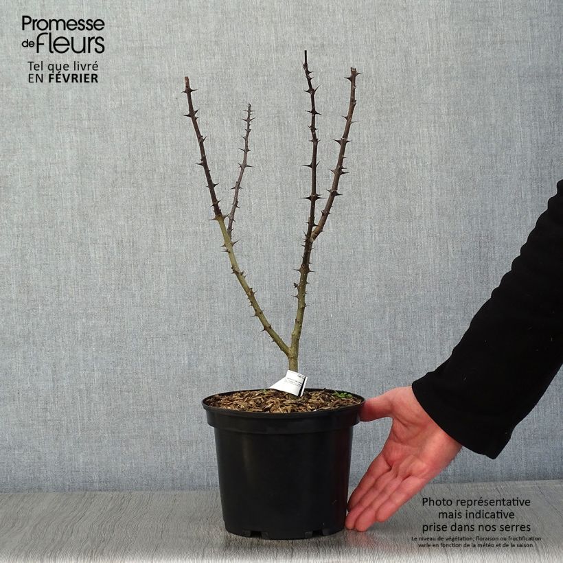 Example of Zanthoxylum schinifolium - Poivrier de Sansho Pot van 3 l/4 l as you get in hiver
