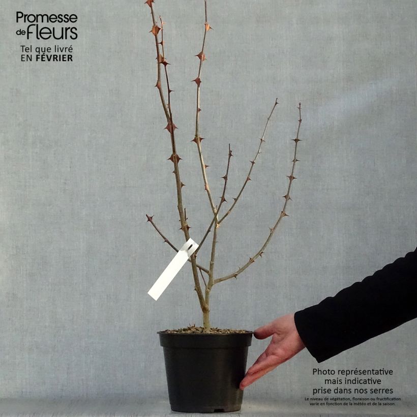 Example of Zanthoxylum simulans - Japanse peper Pot van 2 l/3 l as you get in hiver