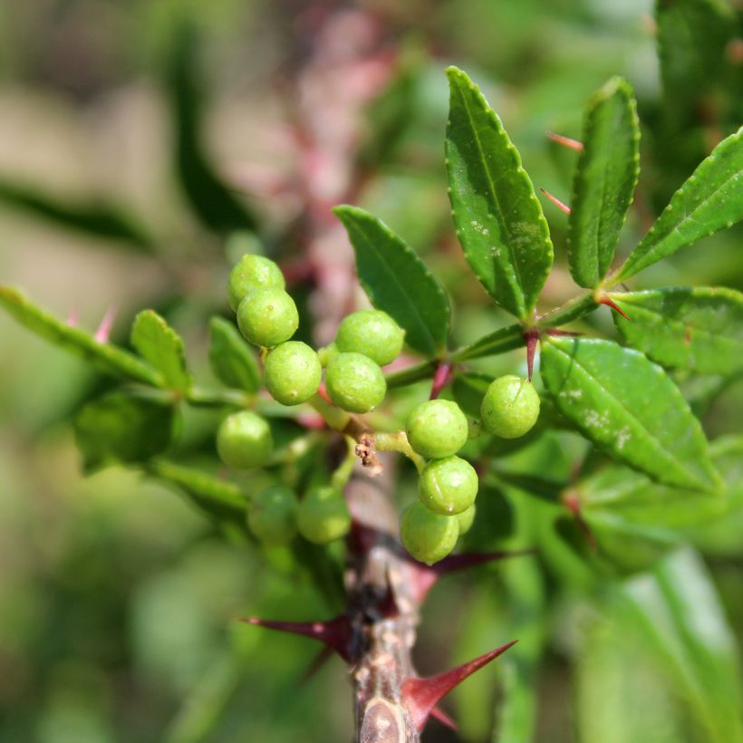Zanthoxylum armatum - Timut peper (Blad)