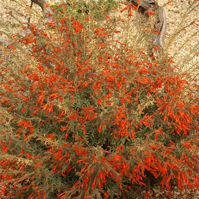 Zauschneria californica - Californische fuchsia (Flowering)