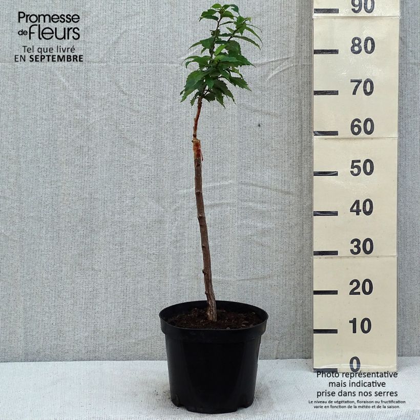 Example of Zelkova serrata Goblin - Orme de Sibérie Pot van 4 l/5 l as you get in ete