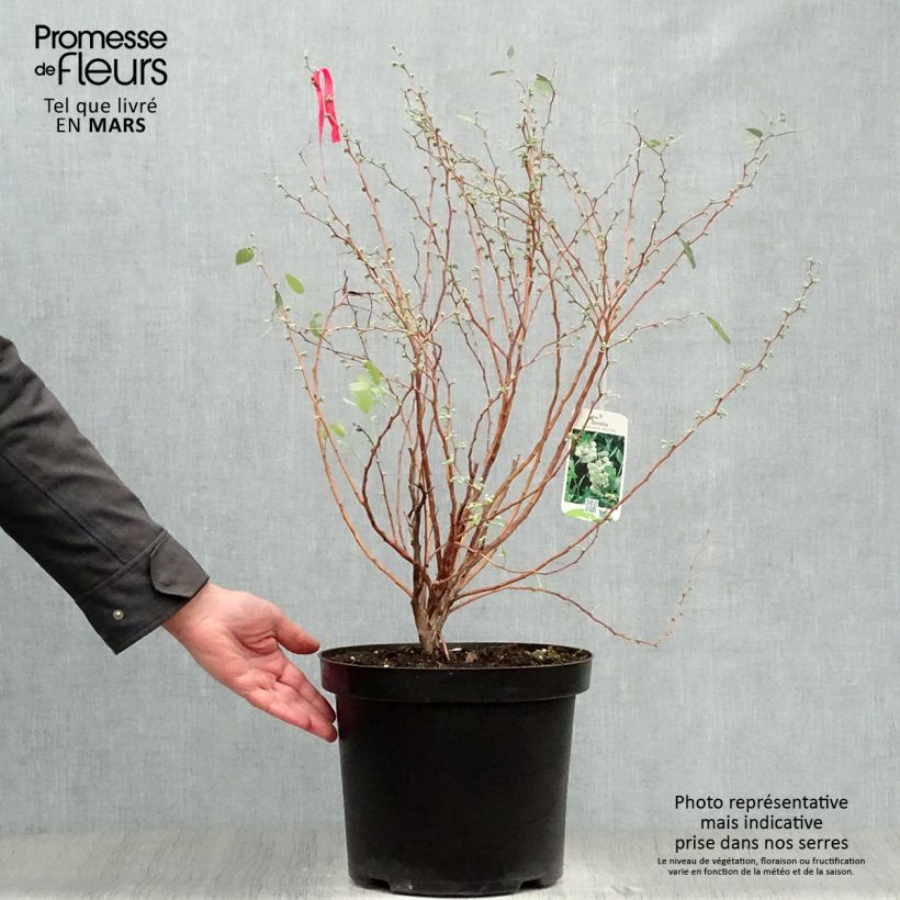 Exemplaar van Zenobia pulverulenta Blue Sky - Muguet en arbre Pot van 7,5 l/10 l zoals geleverd in de lente