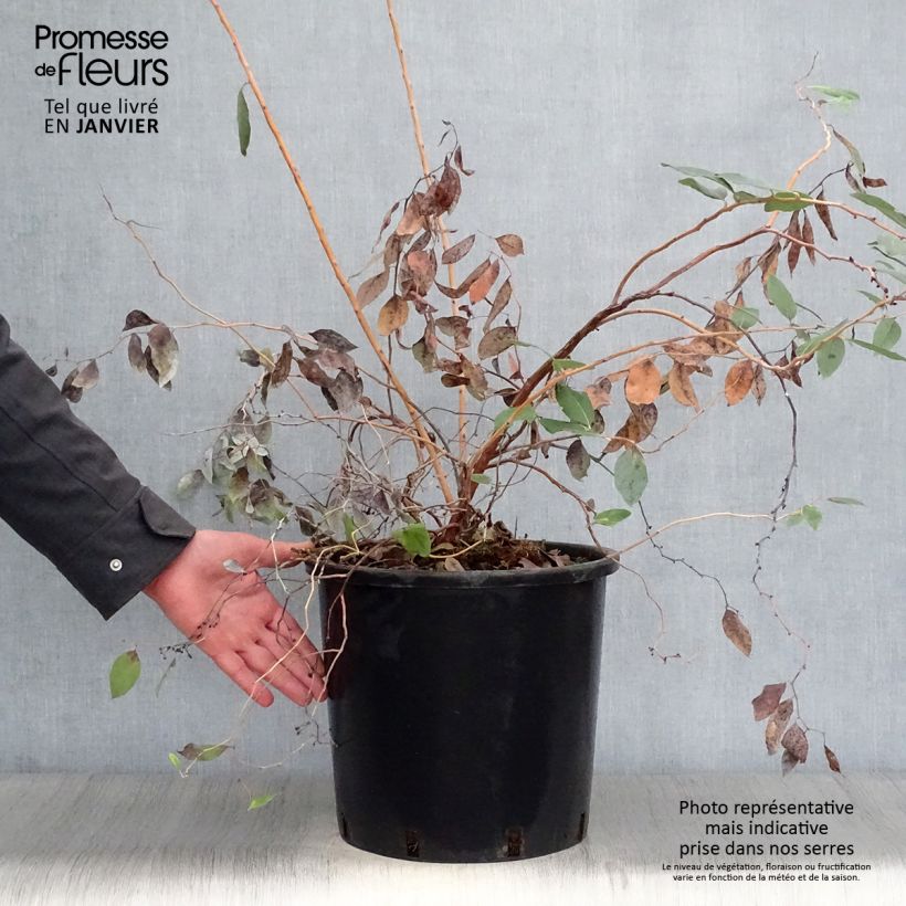 Example of Zenobia pulverulenta Blue Sky - Muguet en arbre Pot van 12 l/15 l as you get in hiver