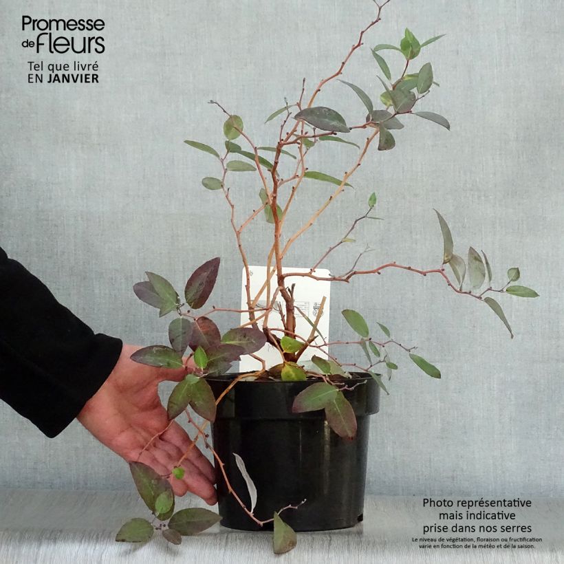 Example of Zenobia pulverulenta Blue Sky - Muguet en arbre Pot van 3 l/4 l as you get in hiver