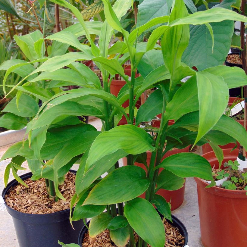 Zingiber mioga - Japanse gember (Groeiplaats)