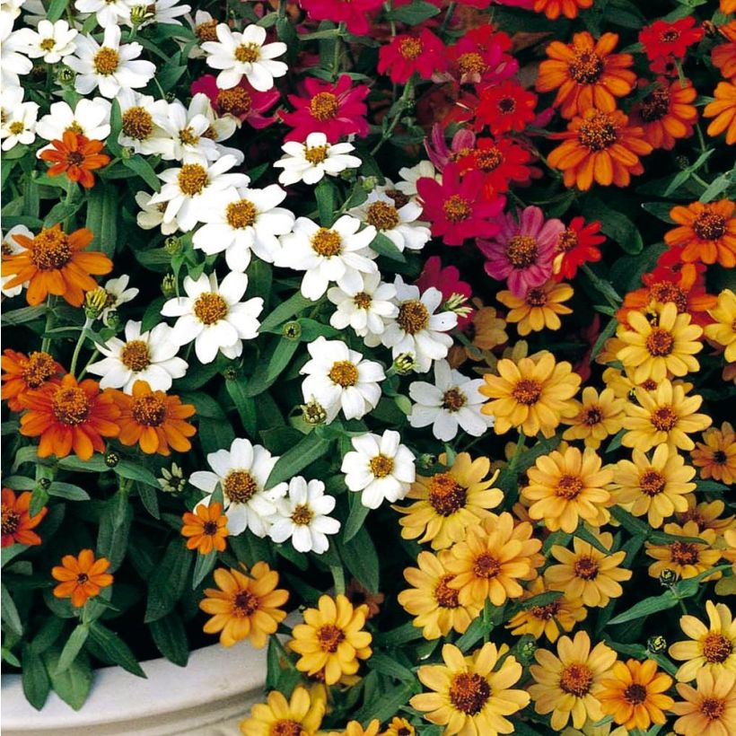 Zinnia Profusion Double Mix - Zahara-bloem (Flowering)