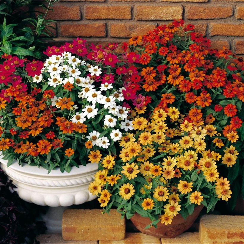 Zinnia Profusion Double Mix - Zahara-bloem (Plant habit)