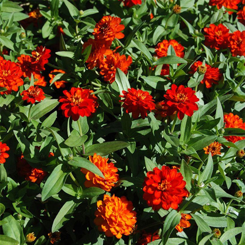 Zinnia zahara Double Fire - Zahara-bloem (Bloei)