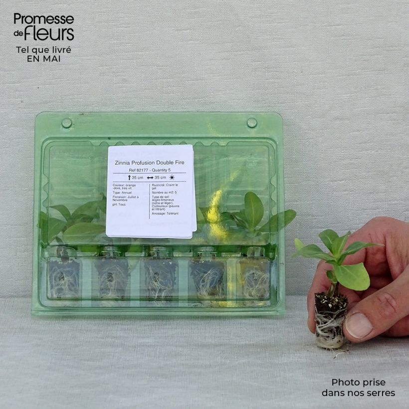 Exemplaar van Zinnia zahara Double Fire - Zahara-bloem Mini-mot Ø 1,5/2,5 cm zoals geleverd in de lente