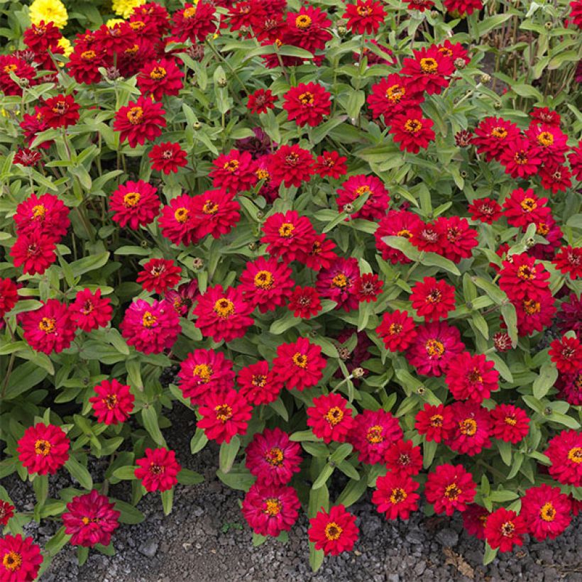 Zinnia marylandica Profusion Hot Cherry - Zahara-bloem (Flowering)