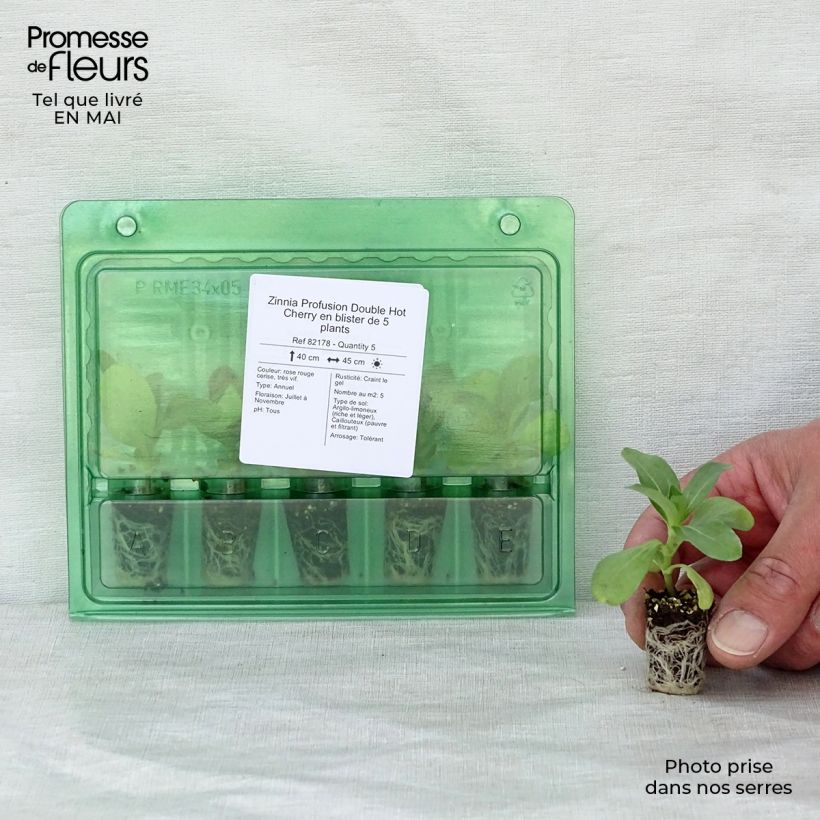 Example of Zinnia Profusion Double Hot Cherry Mini-mot Ø 1,5/2,5 cm as you get in printemps
