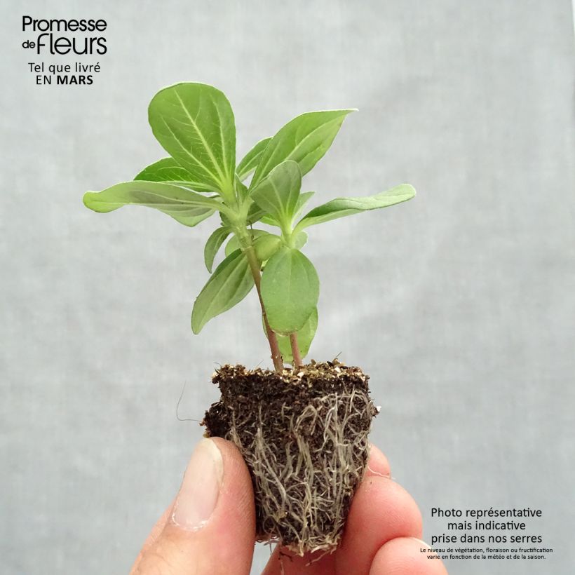 Example of Zinnia Profusion Double Hot Cherry Kluitplant: kluit 3,8 cm x 3,2 cm in een tray voor 16 planten as you get in printemps