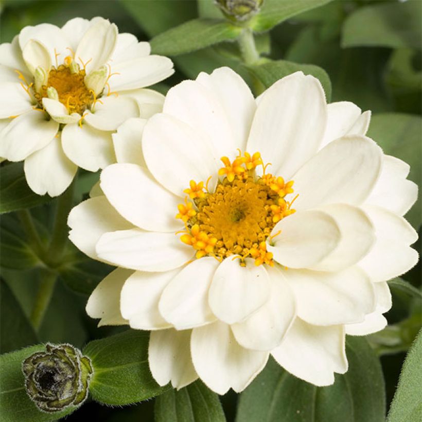 Zinnia Zahara Double White - Zahara-bloem (Flowering)