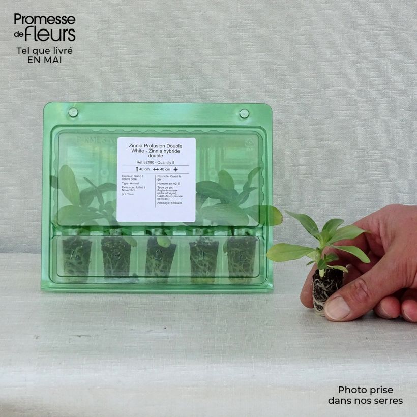 Example of Zinnia Zahara Double White - Zinnia hybride double Mini-mot Ø 1,5/2,5 cm as you get in printemps