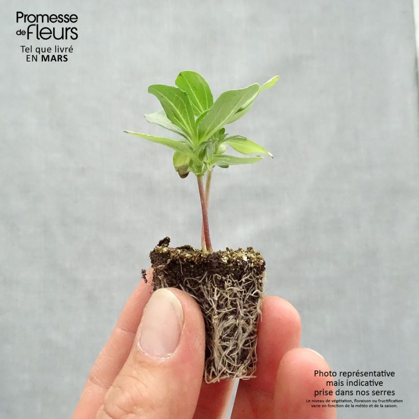 Example of Zinnia Profusion Double mélange Mini-mottes Kluitplant: kluit 3,8 cm x 3,2 cm in een tray voor 16 planten as you get in printemps