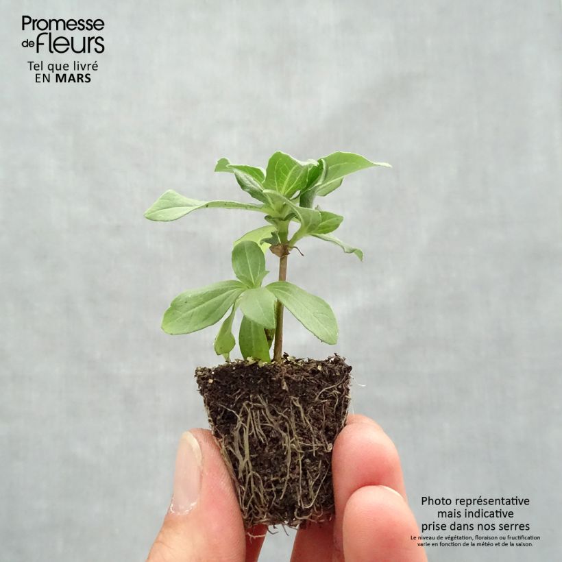 Example of Zinnia Zahara en mélange - Zinnia hybride Kluitplant: kluit 3,8 cm x 3,2 cm in een tray voor 16 planten as you get in printemps