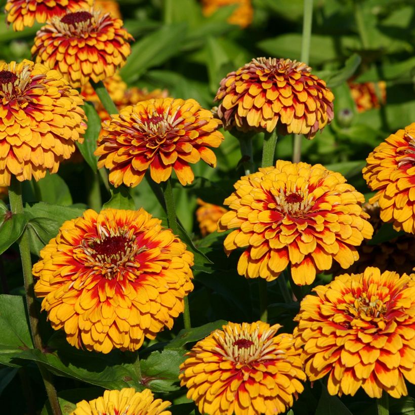 Zinnia elegans Macarenia (zaad) - Zahara-bloem (Bloei)