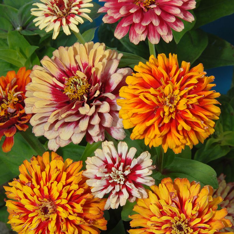 Zinnia elegans Whirlygig Mixed (zaad) - Zahara-bloem (Bloei)