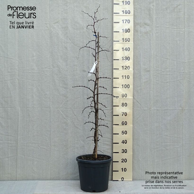 Example of Ziziphus jujuba - Jujubier commun Pot van 12 l/15 l as you get in hiver