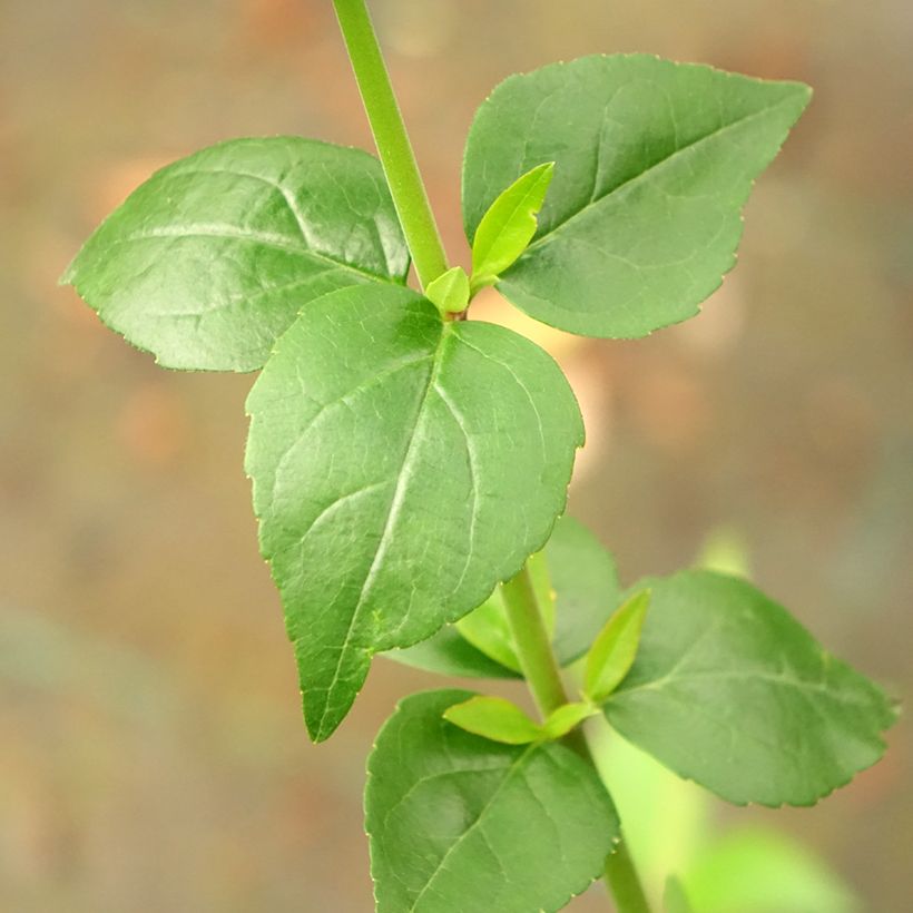 Glanzende abelia Semperflorens (Blad)