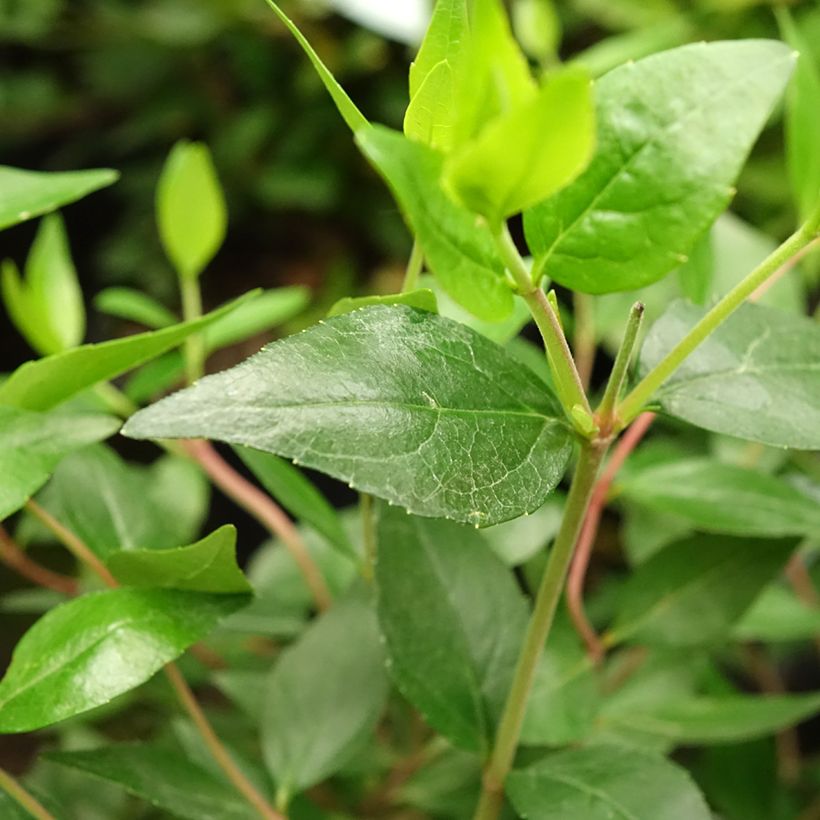 Glanzende abelia Sherwood (Blad)