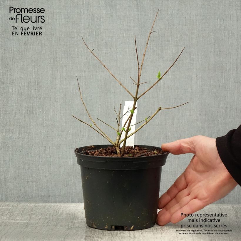 Example of Abelia chinensis - Abélia de Chine Pot van 2 l/3 l as you get in hiver