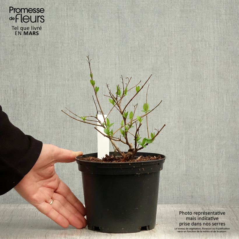 Exemplaar van Abelia chinensis - Chinese abelia Pot van 2 l/3 l zoals geleverd in de lente