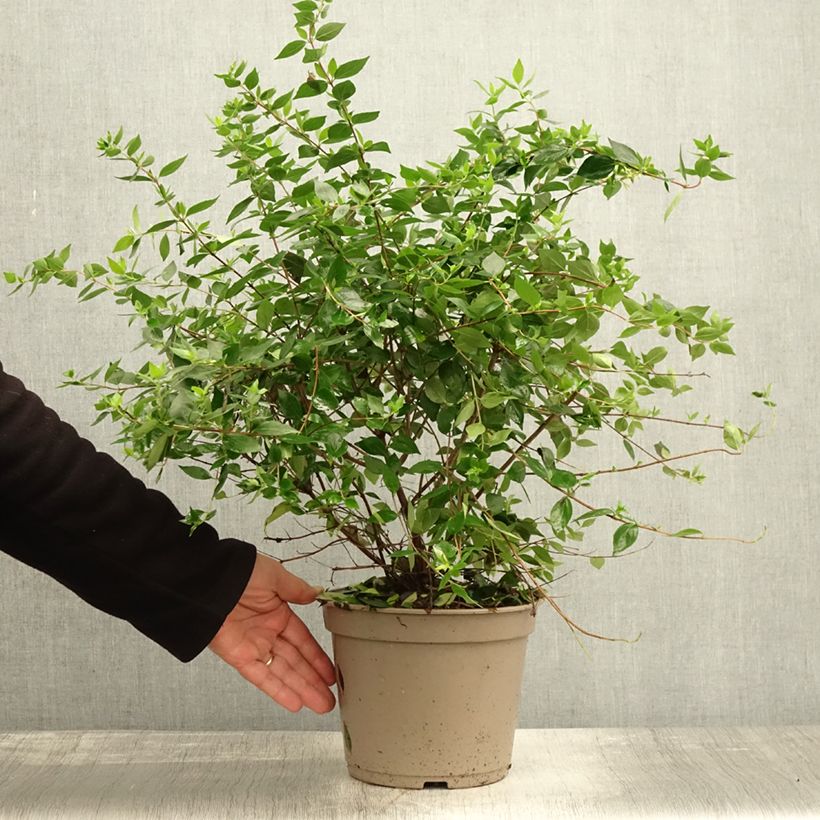 Exemplaar van Abelia chinensis Autumn Festival - Abélia de Chine Pot de 4L/5L zoals geleverd in de herfst
