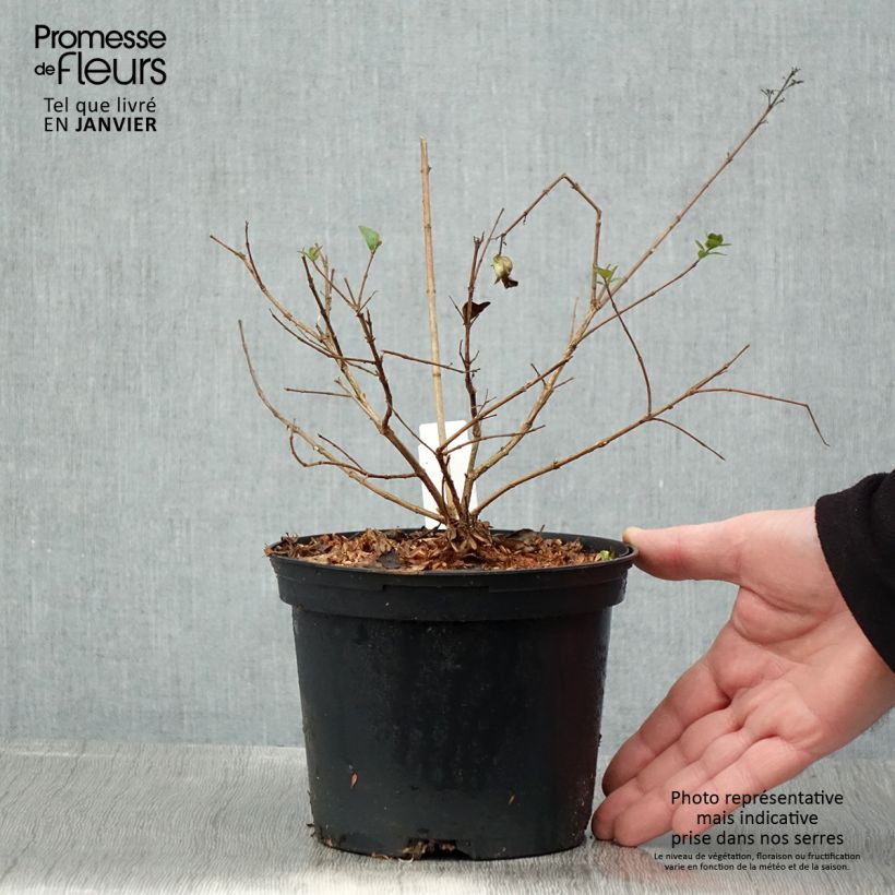 Example of Abelia chinensis Autumn Festival - Abélia de Chine Pot van 4 l/5 l as you get in hiver