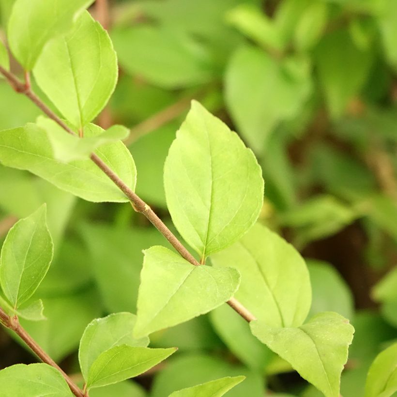 Abelia chinensis White Surprise - Chinese abelia (Blad)