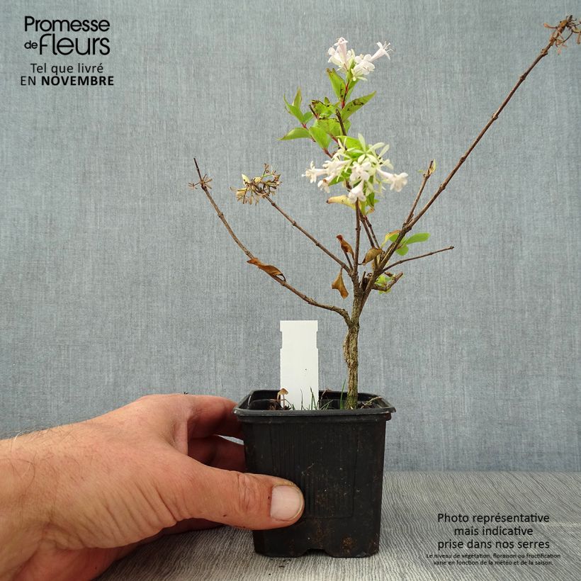 Exemplaar van Abelia chinensis White Surprise - Abélia de Chine Godet de 8/9 cm zoals geleverd in de herfst