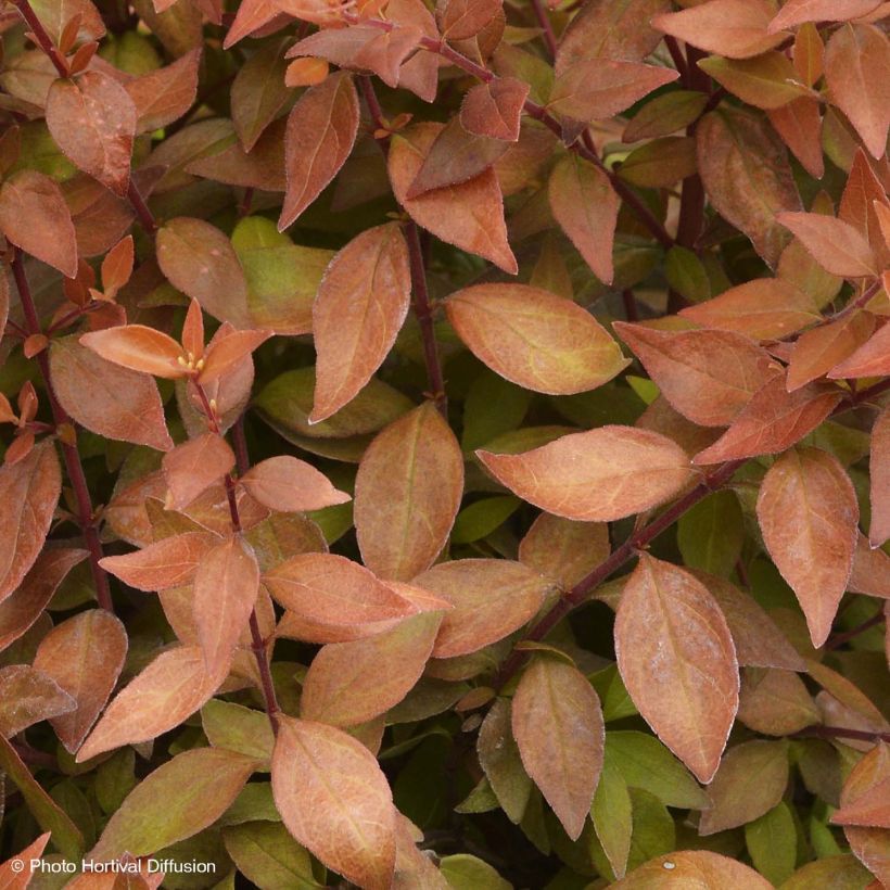 Abelia Caramel Charm - Glanzende abelia (Foliage)