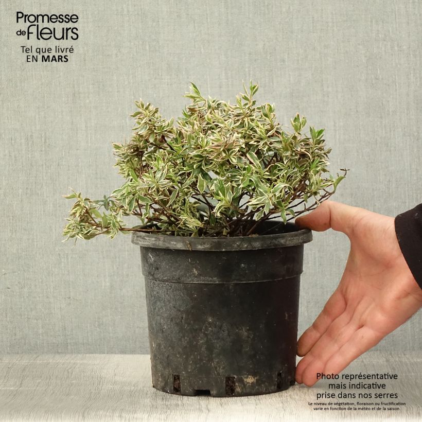 Exemplaar van Glanzende abelia Confetti Pot van 1,5 l/2 l zoals geleverd in de lente