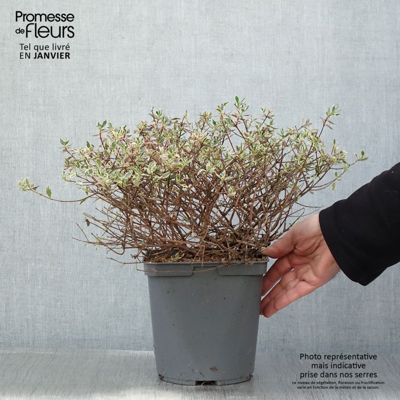 Example of Abelia Confetti - Glanzende abelia Pot van 3 l/4 l as you get in hiver