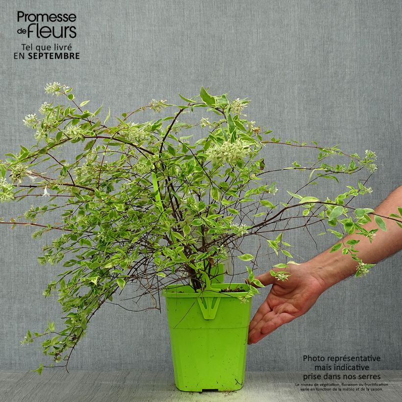 Exemplaar van Glanzende abelia Hopley's - Abelia grandiflora Pot van 2 l/3 l zoals geleverd in de herfst