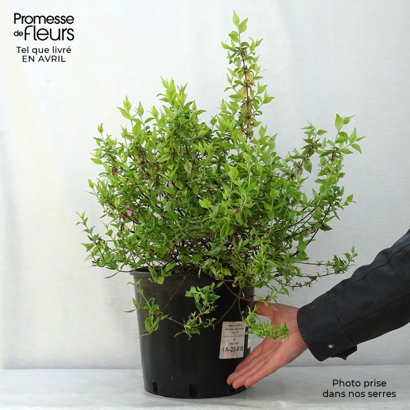 Exemplaar van Glanzende abelia Kaleidoscope Pot van 3 l/4 l zoals geleverd in de lente